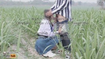 觀看泰國色情視頻 欺騙農村學生進入甘蔗種植園。
